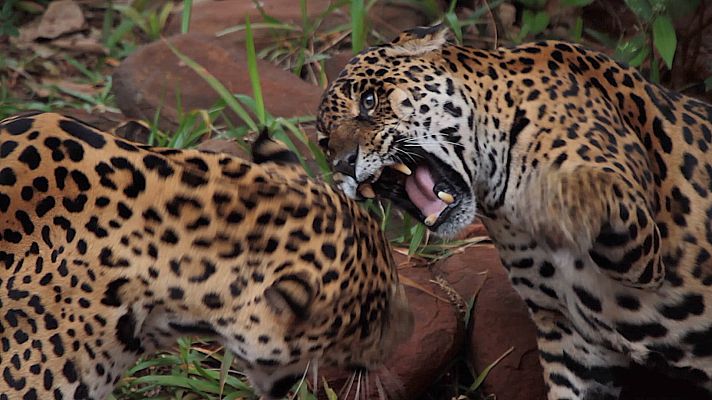 Somos Documentales - Relaciones salvajes