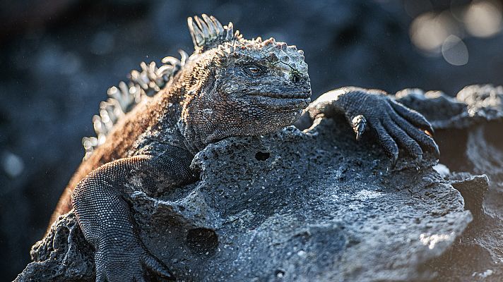 Galápagos: Las islas encantadas