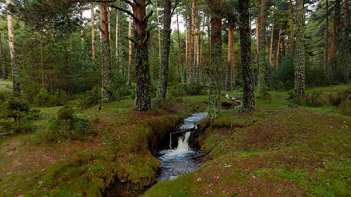 El señor de los bosques - Alto de Malagón