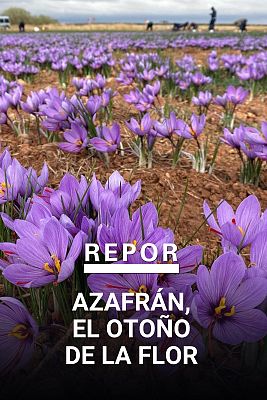Repor - Azafrán, el otoño de la flor