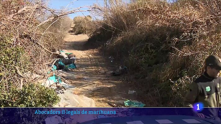 L'Informatiu - Els abocadors il·legals de marihuana provoquen problemes pel medi ambient