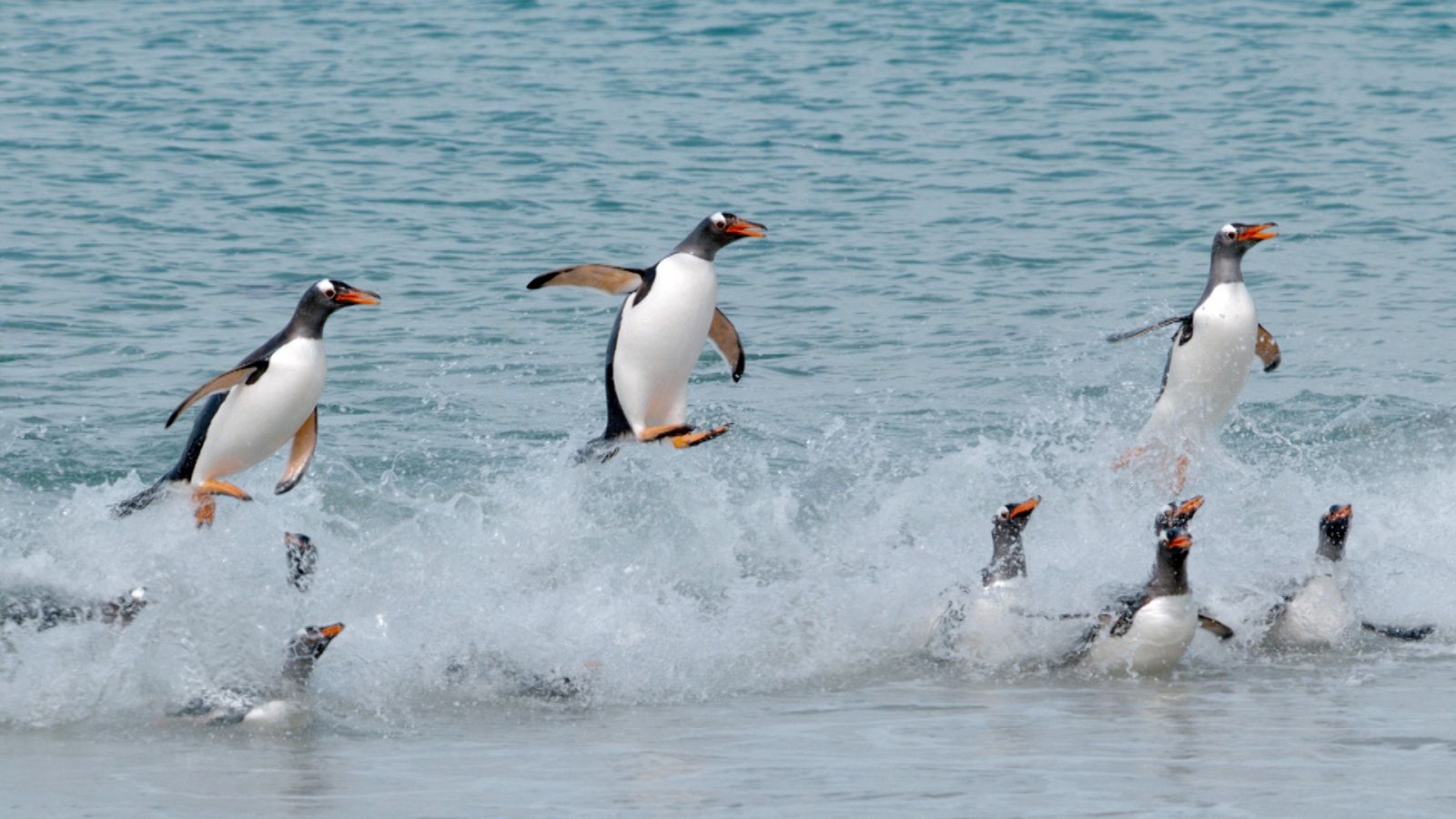 Las islas de los pingüinos: La supervivencia del más rápido - Documental en RTVE