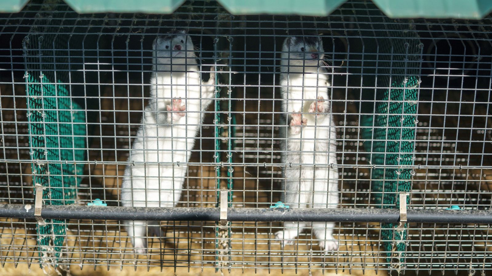 Preocupa un posible contagio de gripe aviar de gaviotas a visones | Ver