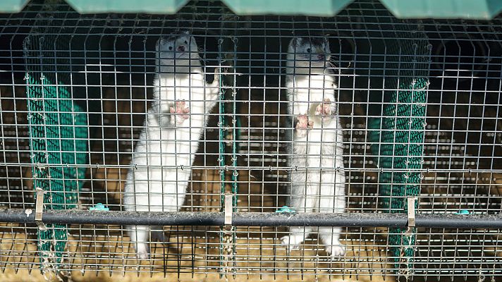 Preocupación por el posible contagio de gripe aviar de gaviotas a visones en Galicia