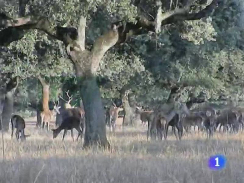  Noticias de Extremadura. Informativo Territorial de Extremadura. (27/01/10)