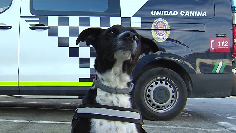 Hermes, un perro mestizo aspirante a policía