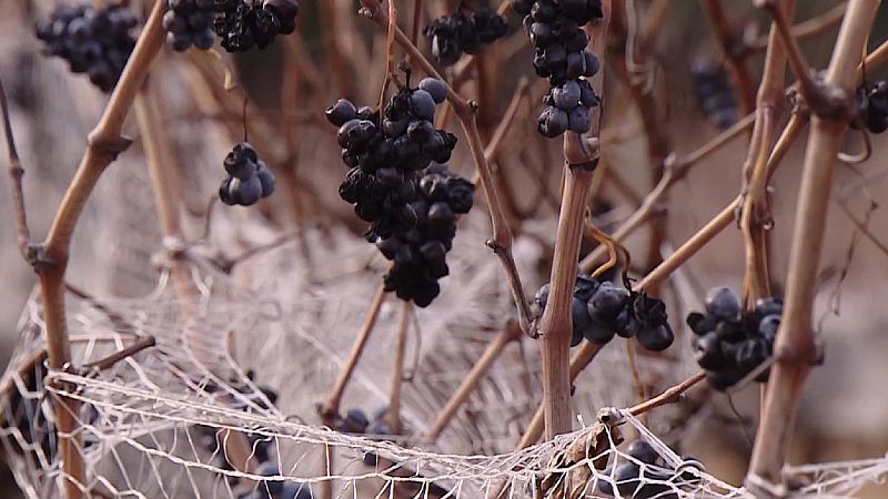 La vendimia de invierno se retrasa por la falta de frío hasta finales de Enero