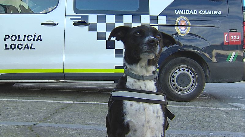 Hermes rompe la barrera canina - Ver ahora