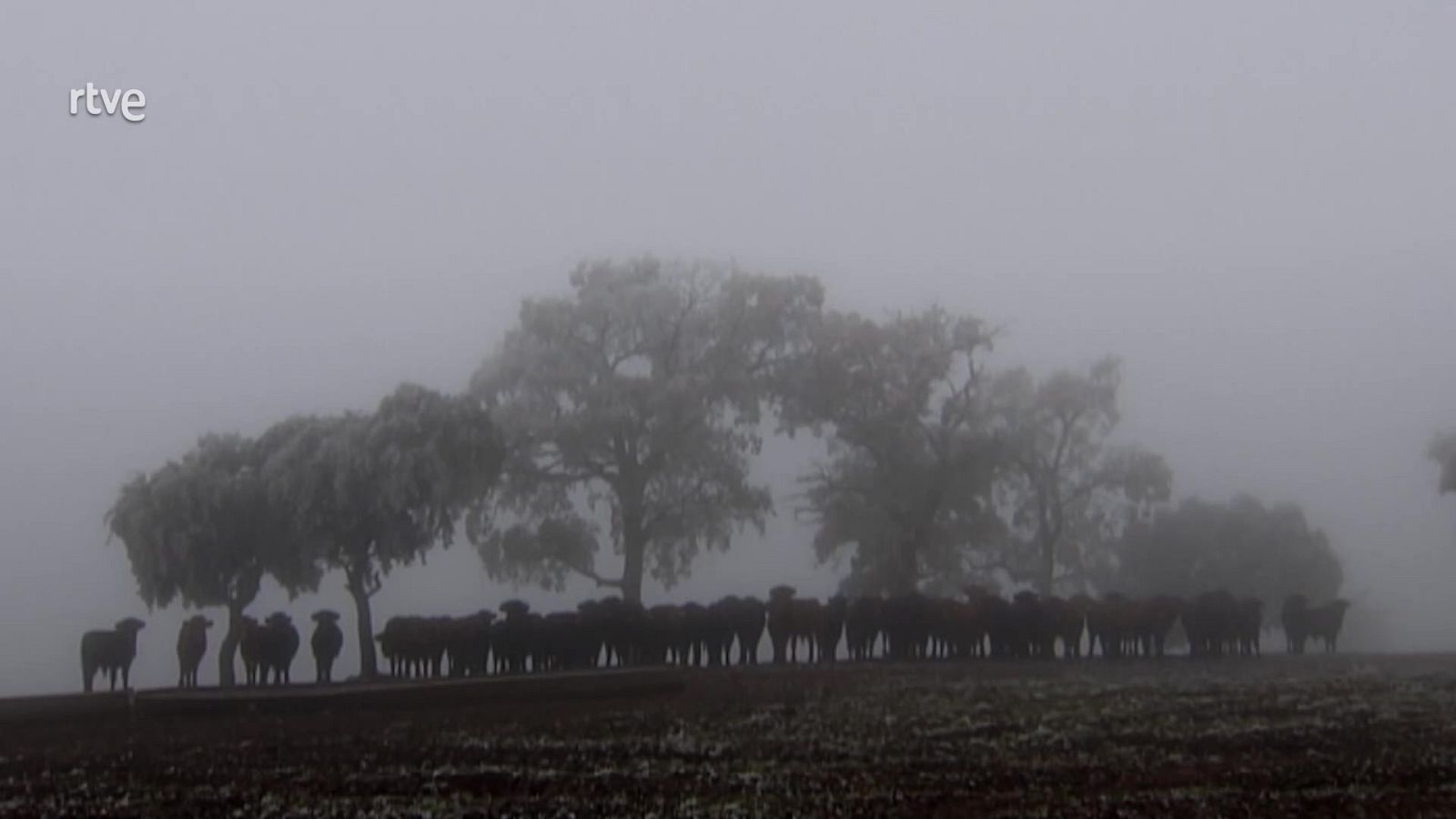 Tendido cero - 28/01/23 - ver ahora