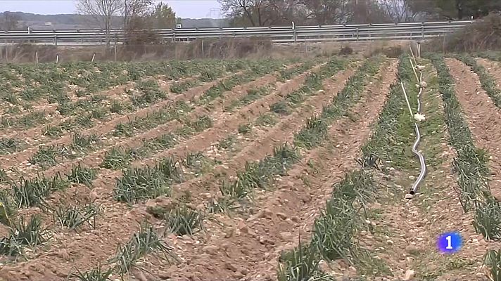 L'Informatiu - La inflació afecta el calçot