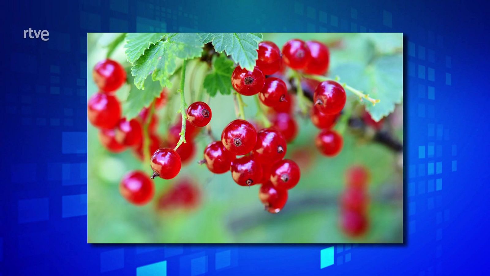 Saber y ganar - 24/01/23 - Ver ahora