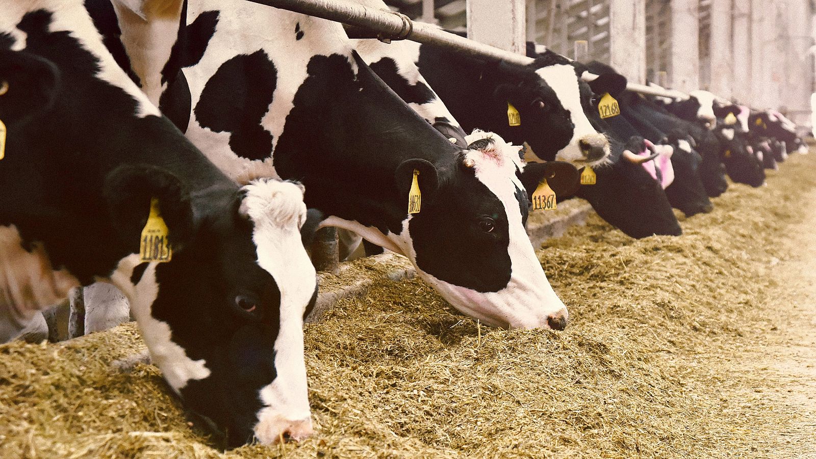 La macrogranja con 23.000 vacas de Soria no verá finalmente la luz | Ver