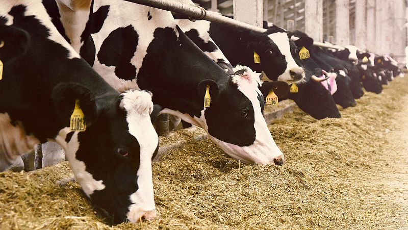 La macrogranja con 23.000 vacas de Soria no ver finalmente la luz | Ver