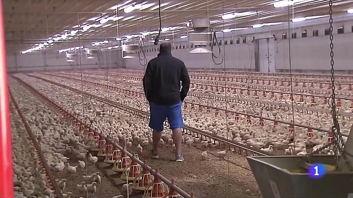 L'Informatiu - Les baixes temperatures disparen la despesa en calefacció a les granges