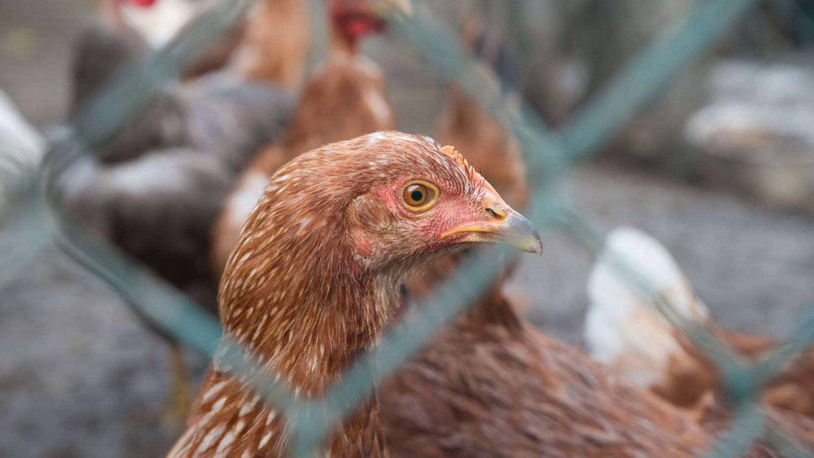 Veterinario sobre gripe aviar transmision humanos