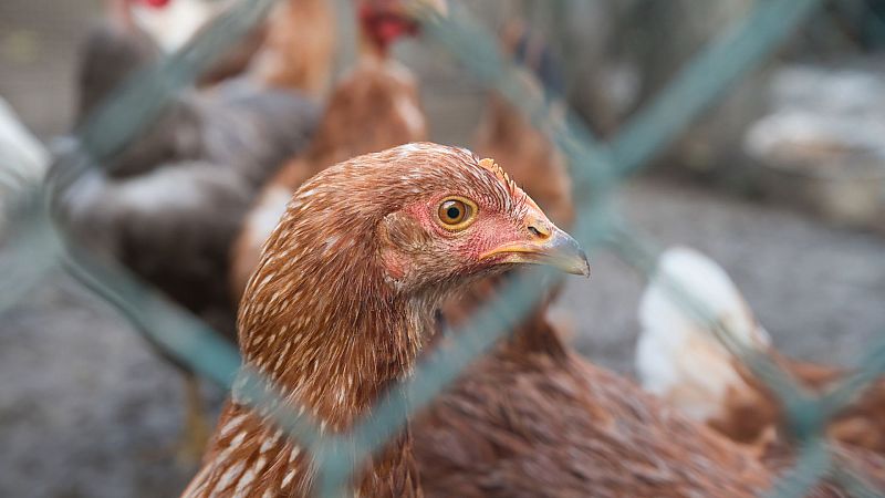 Veterinario: "Cuando hay un brote de gripe aviar, todos los animales deben ser sacrificados" - Ver ahora