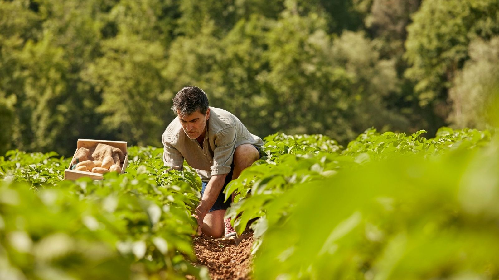 El Gobierno ha aprobado un paquete de 300 millones de ayudas directas a agricultores con le fin de aliviar el encarecimento de fertilizantes y costes por la guerra de Ucrania.