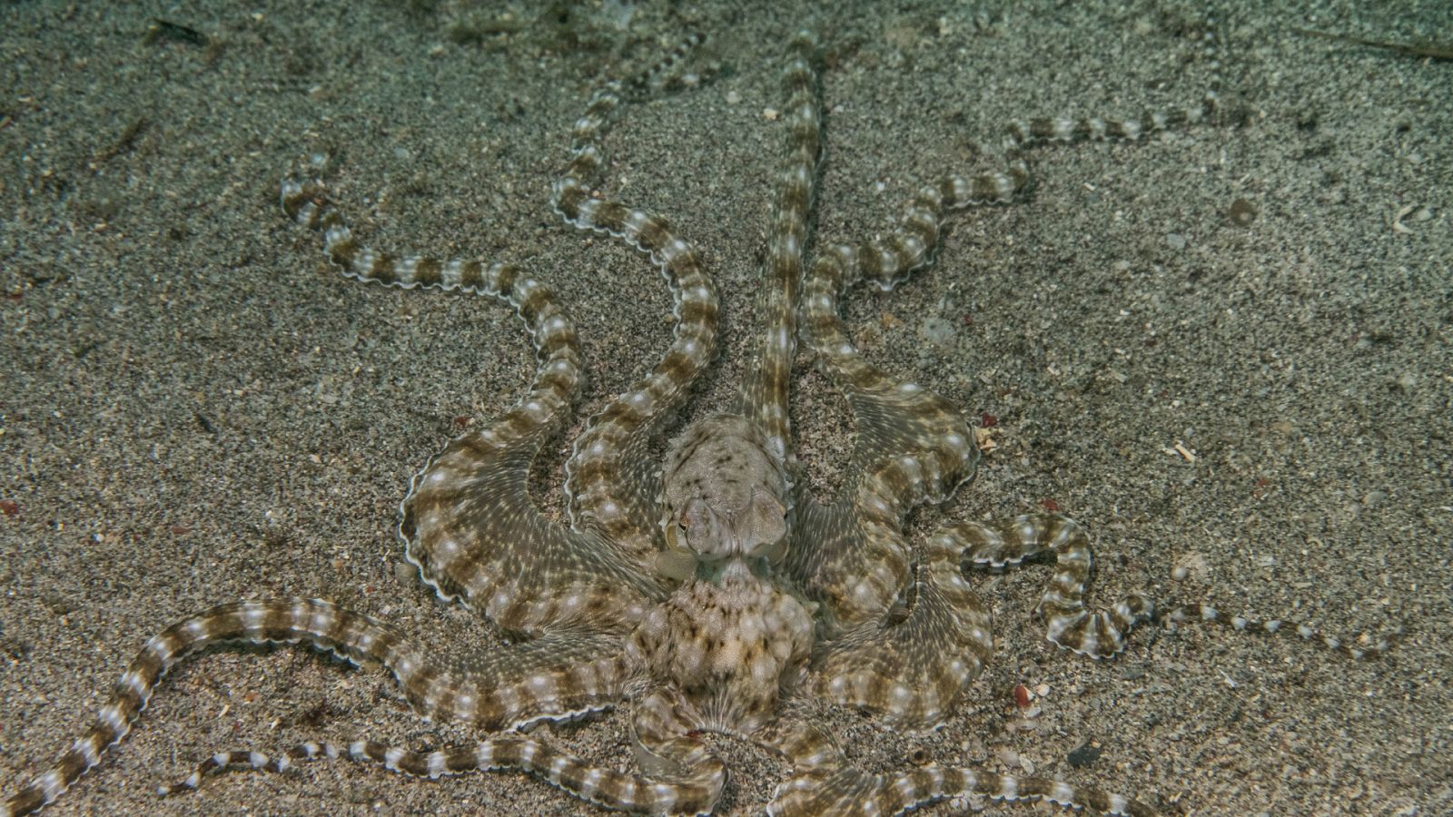 Somos documentales - Cefalópodos, el reino de las ventosas - ver ahora