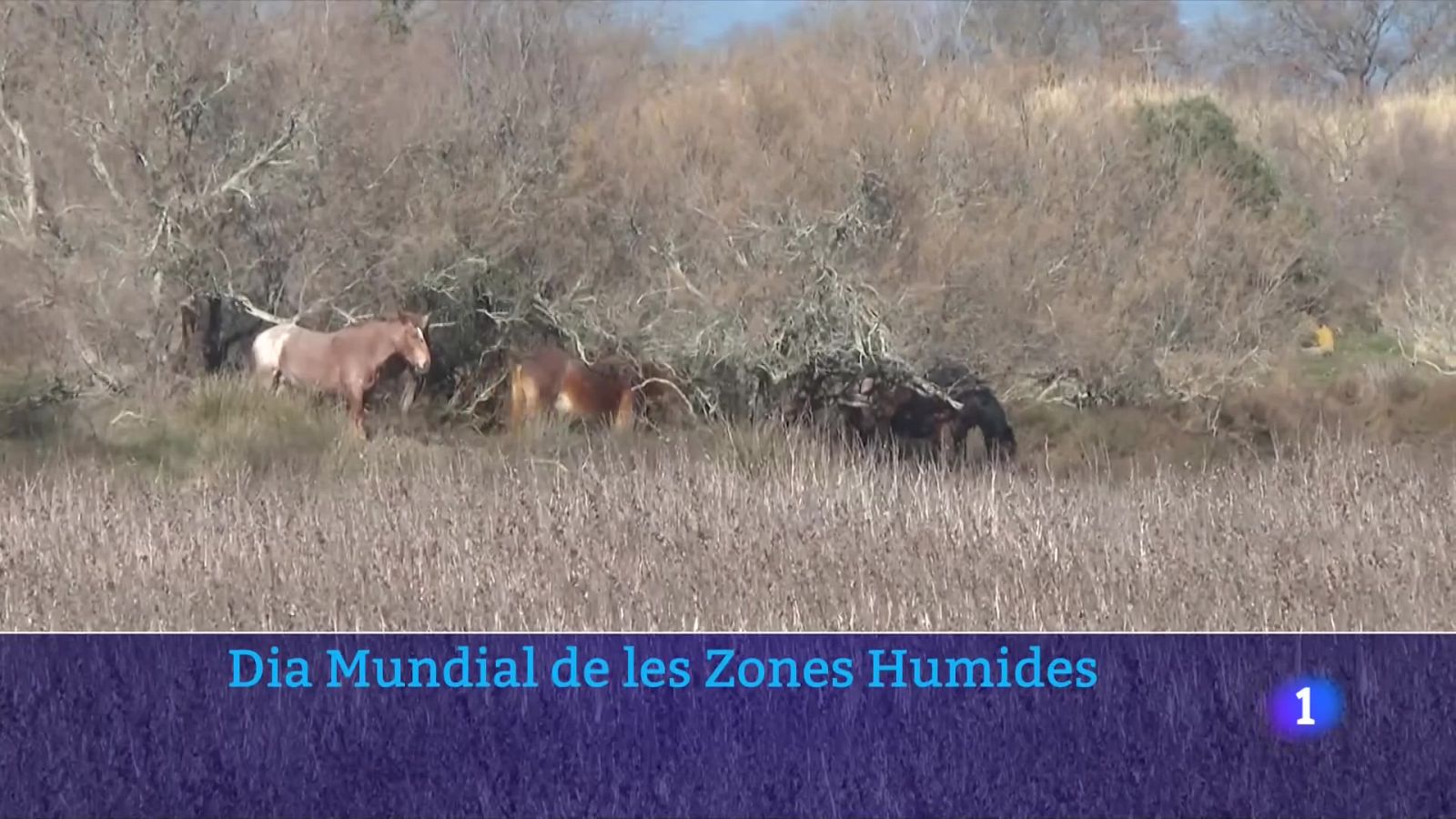 Dia Mundial de les Zones Humides