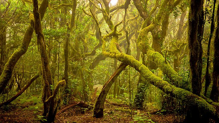 El bosque místico de Alemania