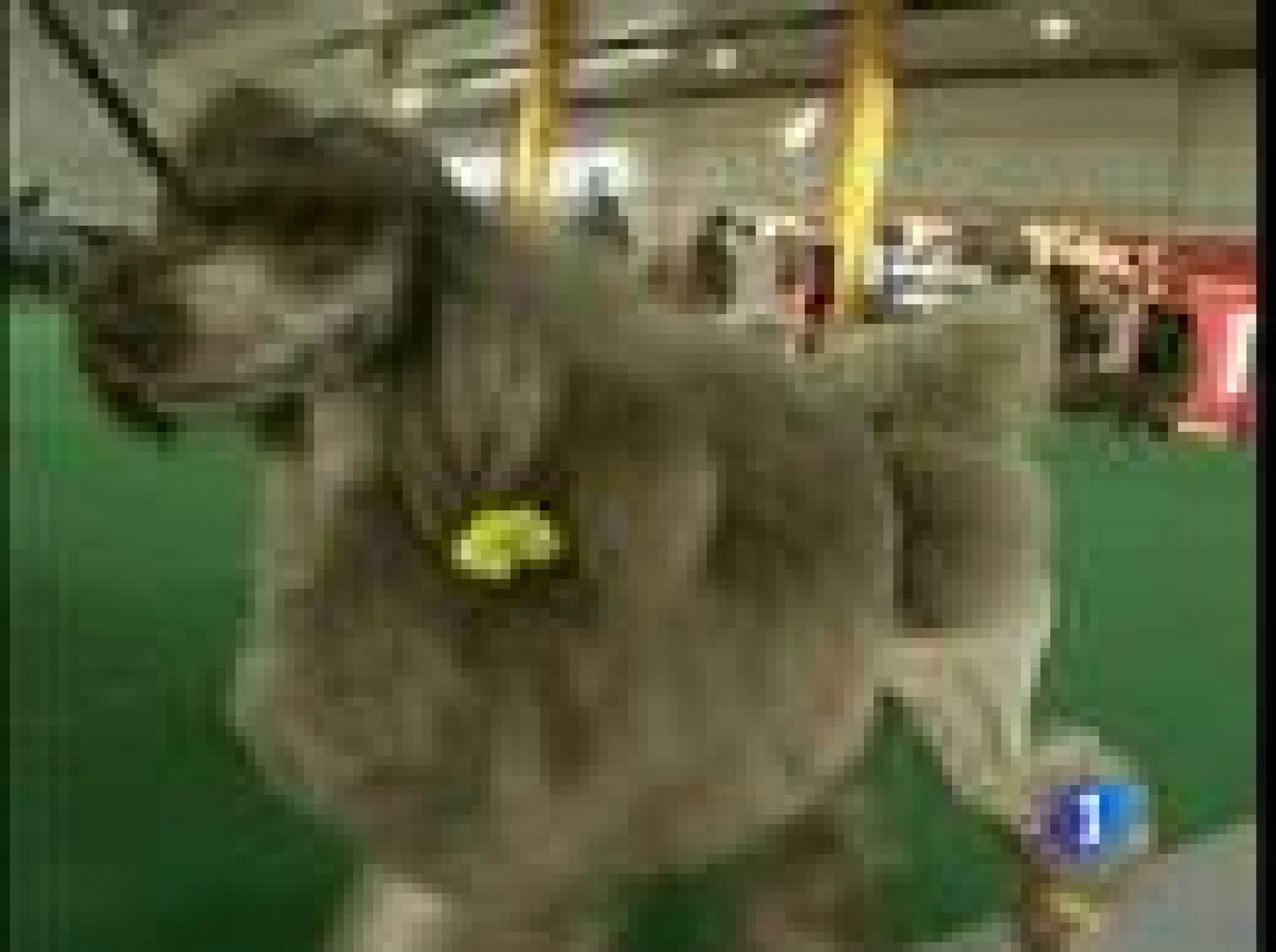 El Gobierno chino quiere prohibir una tradición gastronómica milenaria: comer gatos y perros | Ver