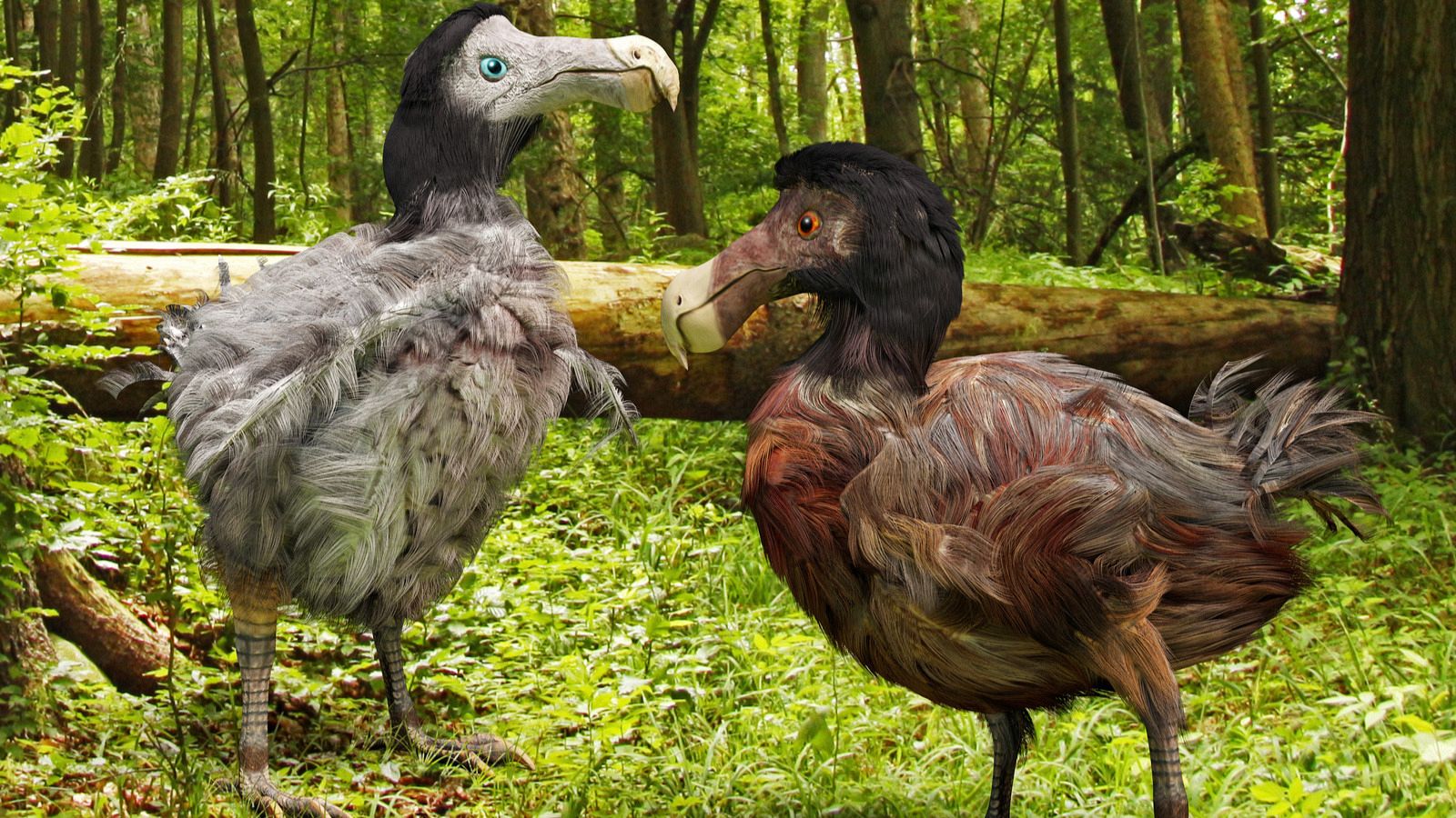 La especie del dodo extinguida podría ser resucitada por una compañía norteamericana 