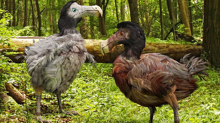 Una compañía norteamericana cree que podría resucitar al dodo, un ave extinguida hace tres siglos    