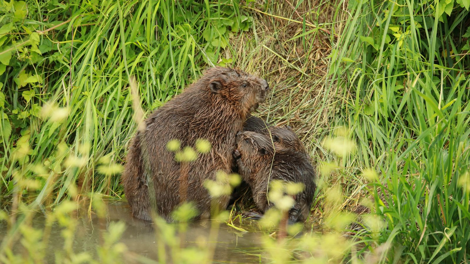 Somos documentales - Vuelven los castores - ver ahora