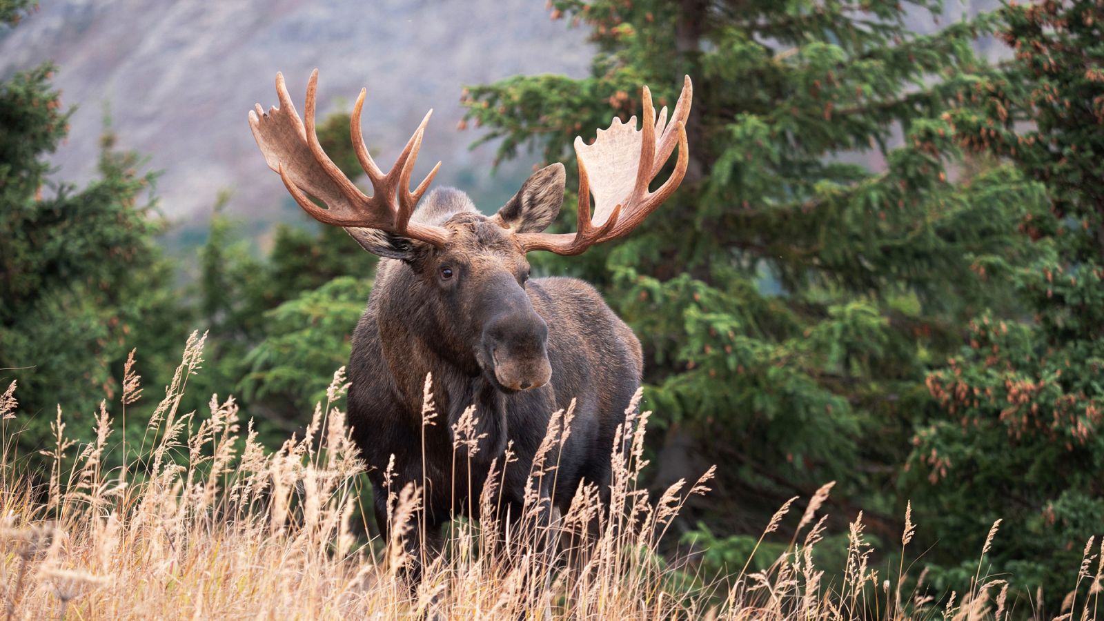 Edén: Paraísos remotos - Episodio 6: Alaska: La última frontera - Ver ahora