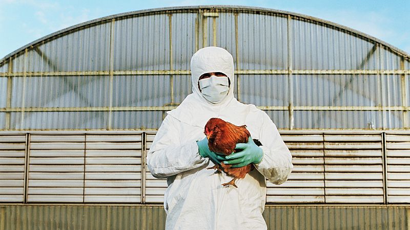Europa atraviesa la peor ola epidémica de gripe aviar desde que se detectó por primera vez