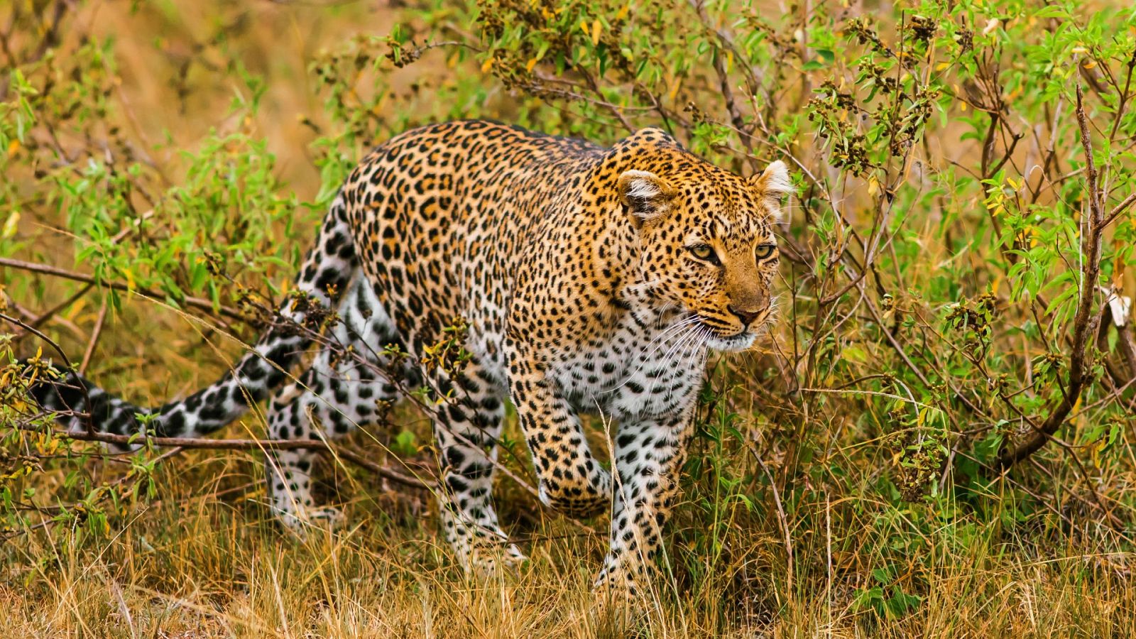 La leoparda - Episodio 2: La cazadora embrujada - ver ahora