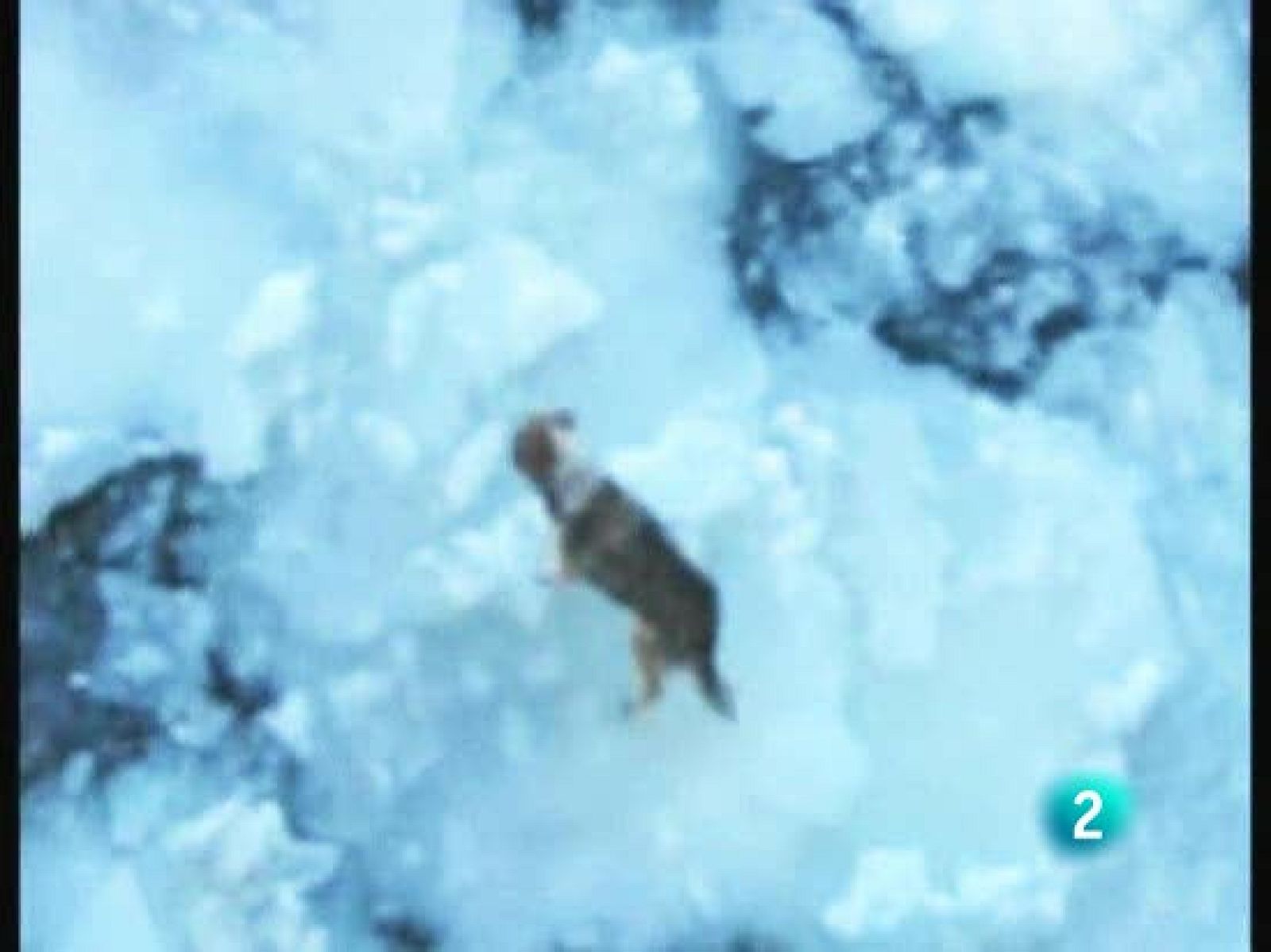 Un perro recorre 100 Km. hasta el mar Baltico tras caer en el río Vístula | Ver