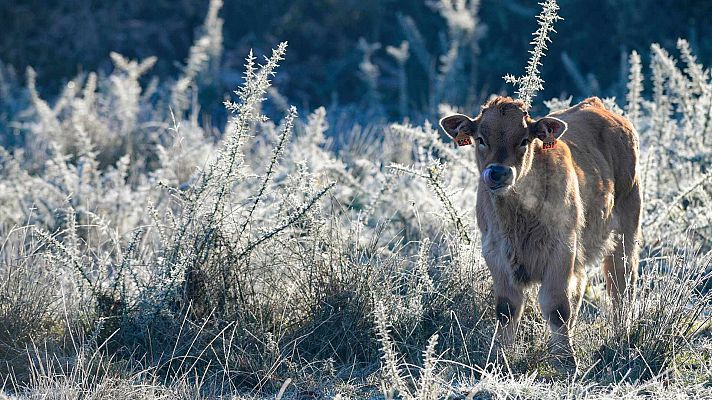 El tiempo - Hoy, bajada de temperaturas, salvo en el noroeste, y heladas generalizadas
