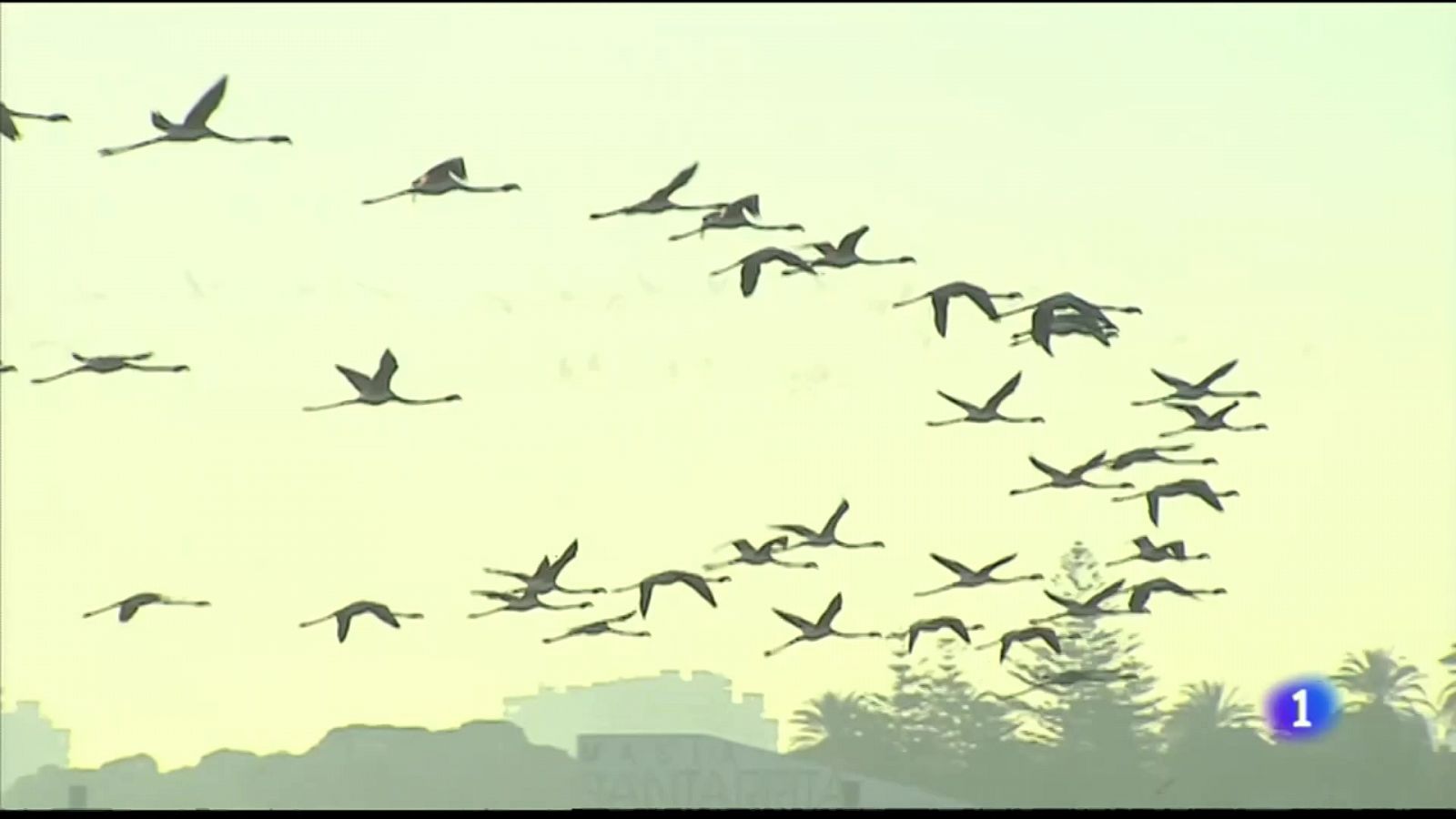 L'Informatiu de la Comunitat Valenciana 2 - 06/02/23 ver ahora