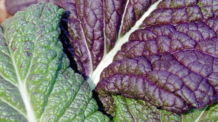 El cultivo de la mostaza gigante roja