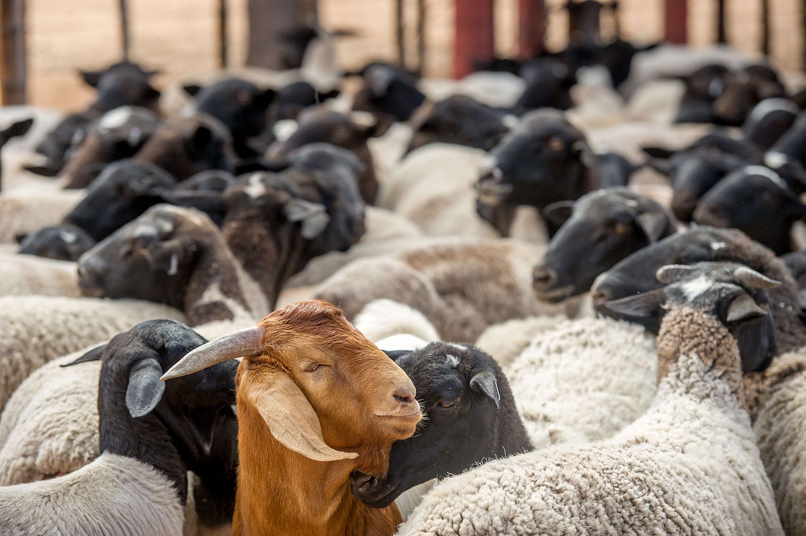 La viruela ovina afecta a 6.000 granjas de Castilla-La Mancha