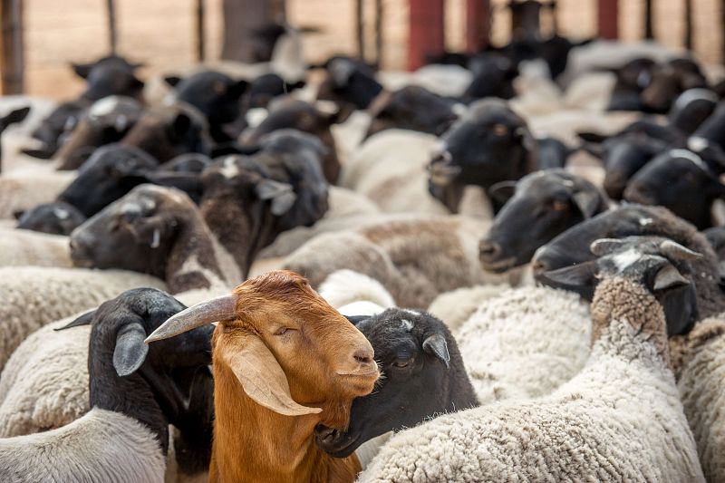 La viruela ovina ha obligado a inmovilizar a 3,5 cabezas de ganado de 6.000 granjas en Castilla-La Mancha, lo que preocupa a los agricultores, que piden más compensaciones para la reposición de animales y los costes añadidos.