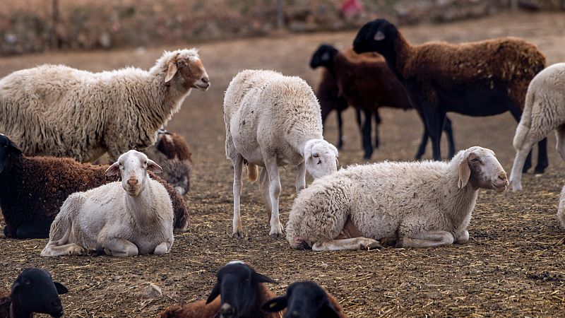 Que es la viruela ovina: la enfermedad mantiene cerradas miles de granjas pero no se transmite a los humanos