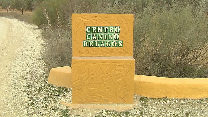 Noticias Andalucía - Perro reincidente vuelve a atacar