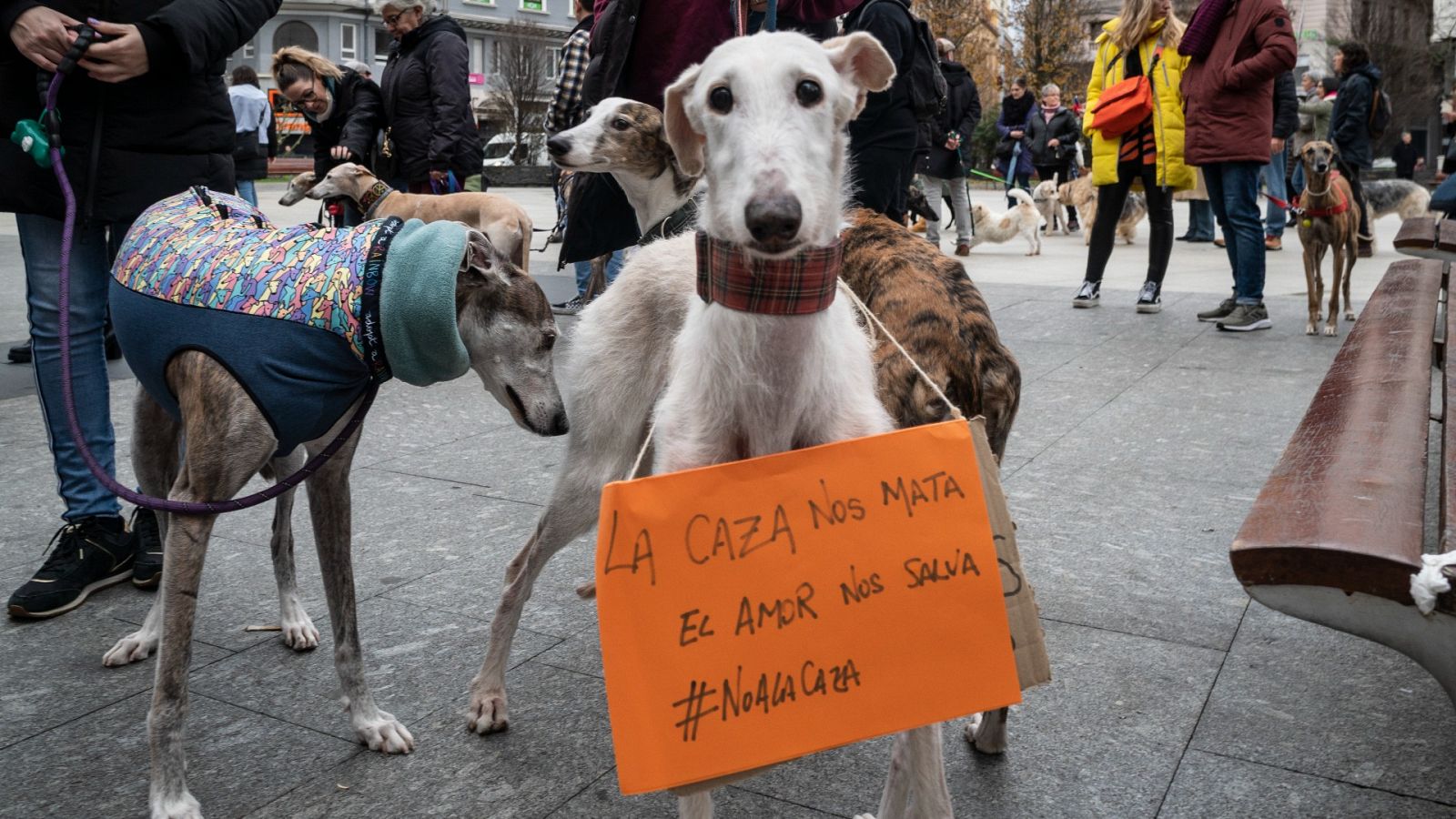 Aprobada la ley de bienestar animal que excluye a perros de caza | Ver