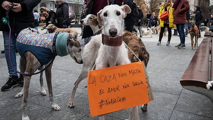 Telediario 1 - Polémica por la aprobación de la ley de bienestar animal que deja fuera a los perros de caza