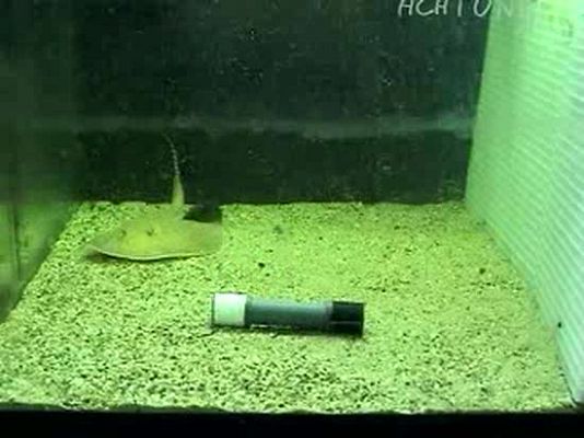 Ciencia y tecnología en Rtve.es - Rayas sin una escama de tontas