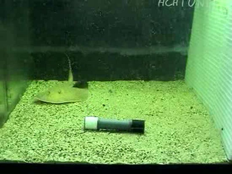  Para comprobar lo espabiladas que son las rayas, los científicos decidieron desafiarlas esta vez con un experimento, que es el que recoge la revista. Les pusieron comida dentro de un tubo lleno de agua y lo dejaron en el acuario. Los peces sin dudar