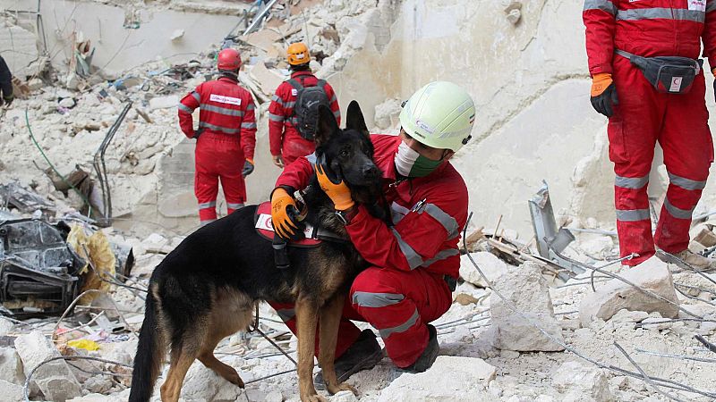 Perros rescatistas, cruciales para la búsqueda de supervivientes