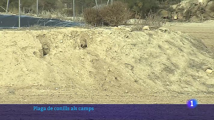 Plaga de conills a algunes finques de Lleida