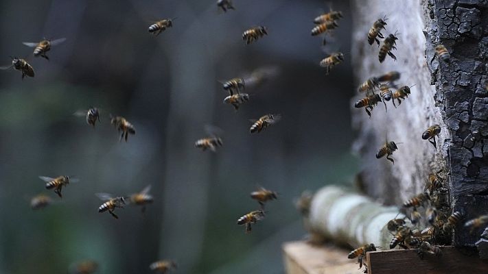 Telediario 2 - Vacunas para abejas, el primer gran paso para mitigar su declive: "Las reinas desarrollan inmunidad, que pasa a la descendencia"