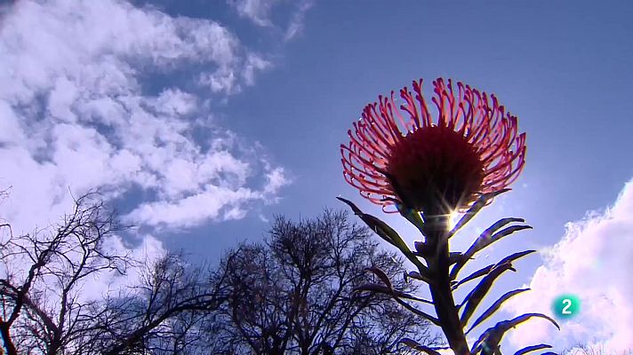 Telecanarias - Telecanarias 2 - 10/02/2023