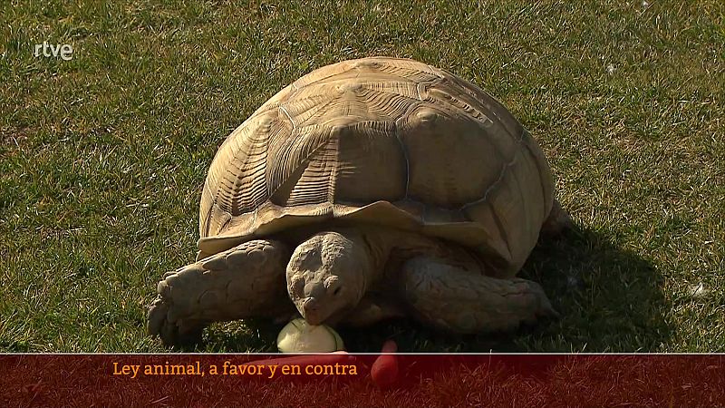 Parlamento - El reportaje - Claves de la Ley de Bienestar Animal - 04/02/2023