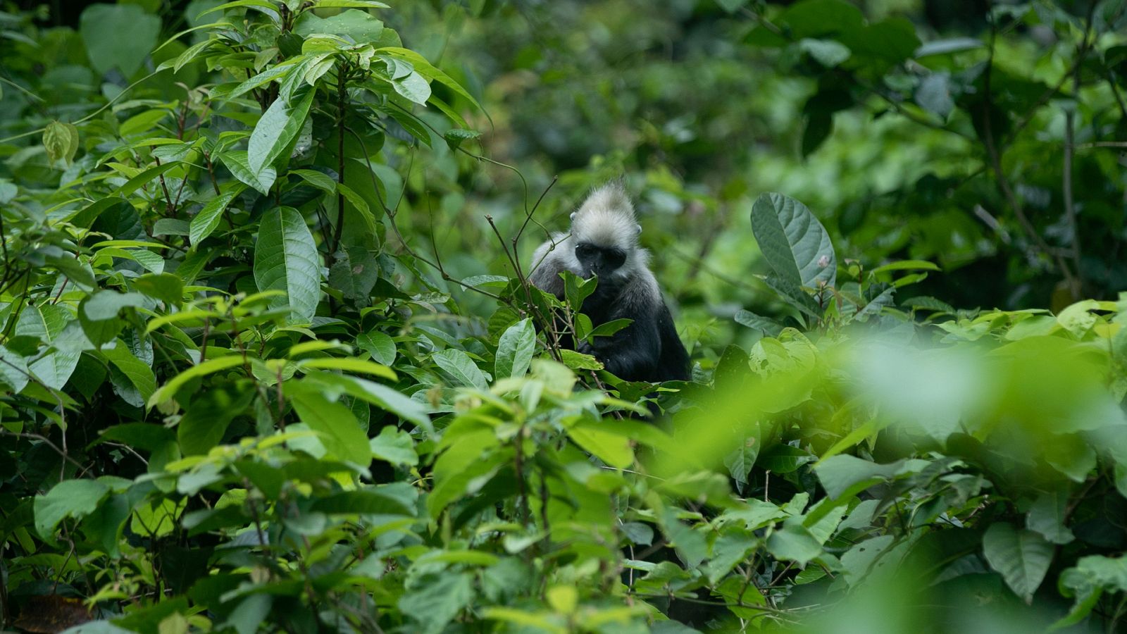 El reino secreto de los monos de China - Somos documentales - Documental en RTVE