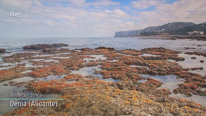 Viento fuerte o con intervalos de fuerte en el Estrecho y el litoral mediterráneo andaluz. Calima en el entorno de Alborán